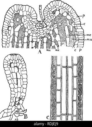 . Elemente der Pflanzenbiologie. Pflanzenphysiologie. Gewebestruktur 221. Abb. 33.-A, Längsschnitt durch den Apex von Wedel von Fucus (die Zellen sind in Grenzen, der Interzellulären Verschleimung punktiert); ein, apikal Zelle durch die Zellen von ihrer früheren Spaltungen produziert umgeben; p, photosynthetische Layer; c, Cortex, Mich., medulläres Zellen (Me., Schleim aus ihrer Wände gebildet). Weitere von der Spitze der kortikalen Zellen Zunahme der Größe und der Medulläre Zellen in der Länge. B, junge Pflanze von Fucus im zylindrischen Bühne. Apikalen Nut gerade entwickeln. Medulläre Zellen Anfang zu verlängern und zu separa Stockfoto