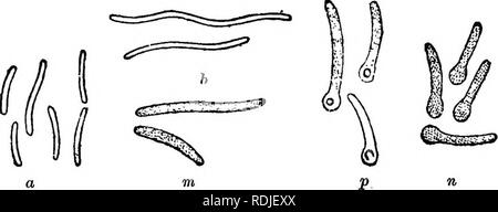 . Mikroben, Fermenten und Formen. Bakterien, Pilze; die Gärung. 118 Mikroben, GÄRT, und Schimmel. Auf der Oberfläche von Flüssigkeiten oder der organischen Stoffe auf, die sie füttern. Diese sind Aerobic oder Konsumenten von Luft bezeichnet. Andere wiederum können sich unter der Oberfläche von Flüssigkeiten und in lebenden Organismen leben, oder der Prozess der Zersetzung und müssen ausge- Sarily Ableitung der Sauerstoff notwendig für ihre respira-tion aus dem Sauerstoffhaltige Stoffe, in der sie gefunden werden. Diese sind anaerobies bezeichnet.. Abb. 63.- Vibrio rugula in verschiedenen Stadien der Entwicklung (anaerobie) wesentlich erweitert. Dies di Stockfoto