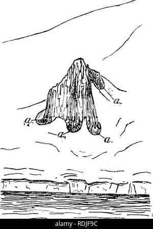 . Der Antarktis Handbuch für die Nutzung der Expedition von 1901. Wissenschaftliche Expeditionen; Naturgeschichte; Geophysik. Erforschung der Antarktis landet. 483 Auch aus den Mast - Kopf war es unmöglich, die weit in das Innere des Landes zu sehen; nur tlie erste Wand der Berge sichtbar war. Die Region, in der wir jetzt schien, waren viel weniger werden, Eis begraben, als das Land an der Spitze der Hughes Golf, und die Gletscher erschienen Lokale, aus keine Distanz im Innenraum. Es ist auch bemerkenswert, dass hier die Gipfel steigen, wie nunataks und die Wände des Rock am Rande der Gletscher sind scharf und o Stockfoto