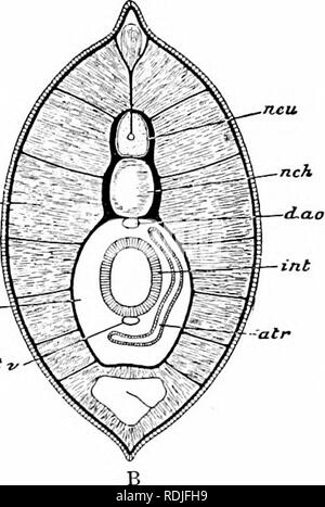 . Ein Handbuch der Zoologie. . Abb. 205. - AmphiOXUS lanceolatus. A, Querschnitt der pharyngealen Re-gion eine dorsale Aorta; b, Atrium; c, Chorda dorsalis; Co, ccelom; e, endostyle; g, gonaden; kb, Branchial lamella;;;;;;;;; ich kd, Rachen, Leber; meine, myomere; es. neph-ridium; r, Neuron oder dorsale Nerv Rohr; tn, spinalen Nerven; sp, Gill - Schlitzen. B, Querschnitt der intestinalen Region; Luft, Atrium; coel, zölom; d.ao, Aorta dorsalis: int. Darm; vtyom, myomere: Nek, Chorda dorsalis: neu, Neuron; s. int.v, subintestinal Vene. (Eine, von Hertwig, nach Lankester und Boveri; B, teilweise nach Rolph.) Letztere melden Sie Stockfoto