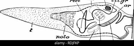 . Ein Handbuch der Zoologie. rect Slip End adh-" Folie.. Passen steif e-rxcl. Bitte beachten Sie, dass diese Bilder sind von der gescannten Seite Bilder, die digital für die Lesbarkeit verbessert haben mögen - Färbung und Aussehen dieser Abbildungen können nicht perfekt dem Original ähneln. extrahiert. Parker, T. Jeffery (Thomas Jeffery), 1850-1897; Haswell, William A. (William Aitcheson), 1854-1925. New York, der Macmillan Company; London, Macmillan &Amp; Co., Ltd. Stockfoto