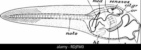. Ein Handbuch der Zoologie. Stamm CHORDATA Haspel txir versucht Sensi/es. rect Slip End adh-" Folie.. Bitte beachten Sie, dass diese Bilder sind von der gescannten Seite Bilder, die digital für die Lesbarkeit verbessert haben mögen - Färbung und Aussehen dieser Abbildungen können nicht perfekt dem Original ähneln. extrahiert. Parker, T. Jeffery (Thomas Jeffery), 1850-1897; Haswell, William A. (William Aitcheson), 1854-1925. New York, der Macmillan Company; London, Macmillan &Amp; Co., Ltd. Stockfoto