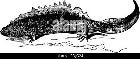 . Ein text-Buch für landwirtschaftliche Zoologie. Zoologie, Wirtschaftliche. 328 ICHTHYOPSIDA. Hind-Beine sind enorm entwickelt und für die leaping angepasst, die Zehen immer webbed; die Zehen der Vorder- glieder frei sind. Der Grasfrosch {Rana temporaria), das ist unsere gemeinsame Arten, sich über fast ganz Europa, in Asien, Nordafrika und Nordamerika. Die Erwachsenen hibernate in allen feuchten Situationen - vor allem im Schlamm, in Deiche und Pools - bis zum Frühjahr, wenn Sie ausziehen und bald beginnen zu züchten und zu hinterlegen, die Gallertartige in großen Massen im Wasser laichen. Die Entwicklung und Growt Stockfoto