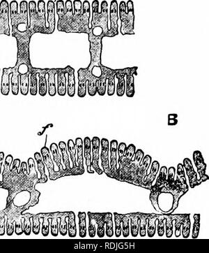 . Ein Handbuch der Zoologie. b. Ich. lj^mtm^vm. Bitte beachten Sie, dass diese Bilder sind von der gescannten Seite Bilder, die digital für die Lesbarkeit verbessert haben mögen - Färbung und Aussehen dieser Abbildungen können nicht perfekt dem Original ähneln. extrahiert. Parker, T. Jeffery (Thomas Jeffery), 1850-1897; Haswell, William A. (William Aitcheson), 1854-1925. New York, der Macmillan Company; London, Macmillan &Amp; Co., Ltd. Stockfoto