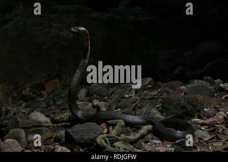 Monocled Kobra, Naja kouthia ist ein giftiges elapidae Schlangen in Südostasiatische Länder wie Malaysia, Singapur, Thailand, Brunei und Borneo gefunden. Stockfoto