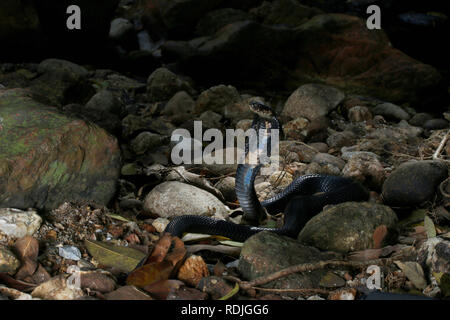 Monocled Kobra, Naja kouthia ist ein giftiges elapidae Schlangen in Südostasiatische Länder wie Malaysia, Singapur, Thailand, Brunei und Borneo gefunden. Stockfoto