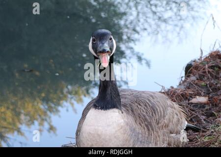 Wütend Gans Stockfoto