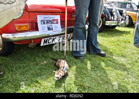 1970er Jahrgang Daf 33 Auto mit Frettchen für Verkauf an der Anglesey Oldtimer Rallye, Anglesey, North Wales, UK, Mai 2010 Stockfoto