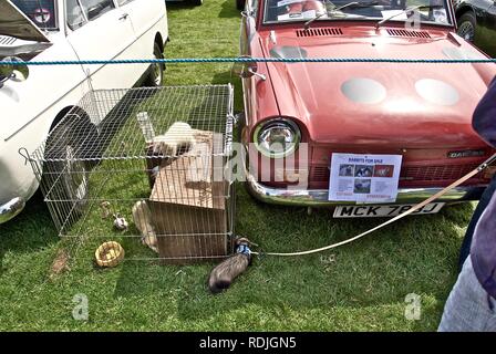 1970er Jahrgang Daf 33 Auto mit Frettchen für Verkauf an der Anglesey Oldtimer Rallye, Anglesey, North Wales, UK, Mai 2010 Stockfoto