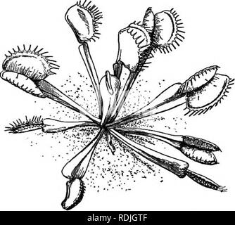 . Pflanzen Leben und Werk verwendet; eine elementare Lehrbuch, eine Stiftung für das Studium der Landwirtschaft, Hauswirtschaft oder Hochschule Botanik. Botanik. Besondere FORMEN DER BLÄTTER 253 Schlauchpflanzen gefunden werden, in der Regel in den Sümpfen, sowohl in der nördlichen und der südlichen Vereinigten Staaten. (Siehe Bild.) Das südliche Kannenpflanze produziert eine süße Flüssigkeit {Nektar) an der Mündung der Krug; es ist ganz ähnlich wie der Nektar, - Flächen Insekten zu Blumen. Wenn das Insekt über den Mund der Krug geht es selten, wenn überhaupt, bekommt wieder heraus. Nur über den Rand gibt es eine Oberfläche so glatt, dass selbst eine Fliege rutscht auf i Stockfoto