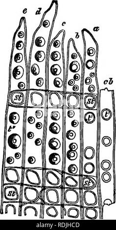 . Die Grundlagen der Botanik. Botanik. Das Gewebe der Pflanzen. 25 Regelmäßige in tteir Form und mit sich verjüngenden Enden (Abb. 19). Ihre Wände sind aber etwas verdickt, und sind mit Spiralen und Gruben gekennzeichnet. Wenn die Wand zwischen zwei zusammenhängenden Zellen bricht durch oder wird absorbiert, die. Bitte beachten Sie, dass diese Bilder sind von der gescannten Seite Bilder, die digital für die Lesbarkeit verbessert haben mögen - Färbung und Aussehen dieser Abbildungen können nicht perfekt dem Original ähneln. extrahiert. Bessey, Charles E. (Charles Edwin), 1845-1915. New York: H. Holt und Unternehmen; Stockfoto