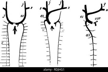 . Die Elemente der Embryologie. Embryologie. 410 ENTWICKLUNG VON ORGANEN IN MAMMALIA. [CHAP. Pio. 138. 1/. DlASKAM DER ENTWICKLUNG DER PaIEED venösen System von Säugetieren (Mann). (Von Gegenbaui-.) j. jugularader; cs. Vena cava superior; s. subclavia Venen; c. posterior Kardinal Vene; v. vertebralen Vene; Az. azygos Vene; adr. koronare Vene. A. in wliioh. Der Kardinal Adern haben schon enttäuschend - Peared. Ihre Position ist durch gestrichelte Linien gekennzeichnet. B. in der späteren Phase, wenn das Blut aus der linken Vena jugularis ist in der Rechten die Single Vena cava superior zu bilden; ein Überbleibsel der Linken Stockfoto