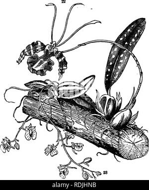. Botanik für junge Leute: Teil II. Wie die Pflanzen sich verhalten, wie sie sich bewegen, Klettern, beschäftigen, Insekten, für Sie zu arbeiten, &Amp; c. Botanik. Und CKOSS - befruchten ihre Blumen. 31 Schiedlichen aus, dass jedes anderen Orchis Familie als separaten Beschreibungen zu müssen, aber eine sehr kurze muss man dienen, da wir keine Abbildung bereit. Wir beziehen uns auf wilde Arten; und zuerst den gelben und den großen weißen und rosa, Rush1978 - pediwm spectabile, der auffällige Dame - Slipper. Im Gegensatz zu den anderen Orchideen, Es gibt zwei sta-mens: der Pollen ist pulverförmige, oder zwischen pulvrigen und Breiig und nicht sehr verschieden von dem Stockfoto