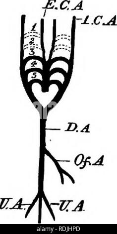 . Die Elemente der Embryologie. Embryologie. 226 Der vierte Tag. [CHAP. Die läuft gerade nach oben aus dem Bulbus arteriosus auf den Kopf. Abb. 73.. Zustand der arteriellen Circdlatign auf der fünften oder sechsten Tag. E.G.A. Carotis. I.C.A. A. carotis. Staatsanwalt Dorsalis. Von. A. vitelline Arterie. Re allantois Arterien. In der gleichen Weise der dorsalen Teile bilden ein Zweig, der Arteria carotis, die ihren Ursprung von der dorsalen oder bis Ende des dritten Arch. Im venösen System wichtige Änderungen auch auftreten. Da die Leber im Laufe seiner Entstehung umgreift den gemeinsamen Stamm der vitelline Stockfoto