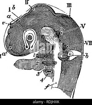 . Die Elemente der Embryologie. Embryologie. 118 Der dritte Tag. [CHAP. Fio. 38.. Leiter ein Küken der dritte Tag gesehen seitwärts als transparentes Objekt. (Von Huxley.) Ich habe ein. Die Blasen von tlie Gehirnhälfte. 16. Die Vesikel des dritten Ventrikels (die ursprüngliche fore-Gehirn); An seinem Gipfel ist die Projektion der Zirbeldrüse e gesehen. Unterhalb dieser Teil des Gehirns ist zu sehen, in der optische Teil, der optischen Vesikel ein bereits involuted mit dicker und dünner Außenwand (den Buchstaben "a" auf der Kreuzung der beiden platziert wird, wird die primäre Hohlraum fast obhterated wird). In der Mitte des Stockfoto