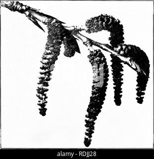 . Natur - Studie; ein Handbuch für Lehrer und Schüler. Die Natur studieren. Unterricht mit Pflanzen 33'^ein Maßstab und eine große Narbe. Diese Blumen, im Vergleich wilh eine Blume wie eine Rose, sind sehr unvollständig, aber sie haben die Essener tial Dinge notwendig für Saatgut. Die pistillate cat-Kins geworden lange Cluster von Green berry - wie Obst. Später im Sommer die Hülsen reif, werden Papery in Textur und final-ly spaltet, lassen-out Ting eine Masse von unten - Fallen Samen, den Weg schwimmt. Mit diesen den Fluß vergleichen - ers der Bäume wie die butternuts, Walnüsse, und Eichen. Diese haben staminate Flow-ers sehr ähnlich. Stockfoto