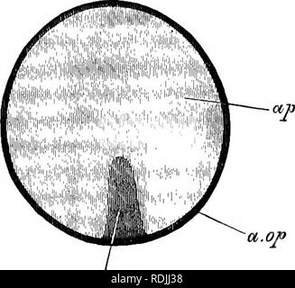 . Die Elemente der Embryologie. Embryologie. Iii.] Der PRIMITIVSTREIFEN. 53 Diese Struktur, und seine Beziehung zu den Embryo, kann immer nur durch Vergleich mit der Entwicklung der niedrigeren Formen von wirbeltieren Lebens verstanden werden. Es wird daran erinnert, dass auf der Oberfläche in Blick auf die Unbebrütetes blastoderm ein kleiner Bogen, in dem, was wir an der posterioren zu Ende, in der Nähe der Kreuzung zwischen der Region und der Bereich opaca pellucida durch seine Mehr undurchsichtiges Erscheinungsbild auszeichnet. In der Oberfläche der Primitivstreifen erscheint als eine lineare Opazität, die allmählich nach vorne wächst aus der Mitte des t Stockfoto