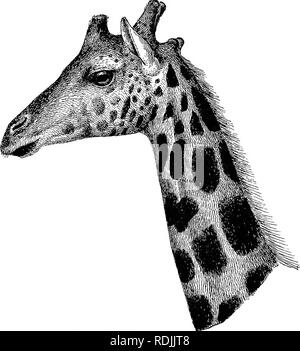 . Katalog der Ungulate Säugetiere im British Museum (Natural History). Huftiere. Kopf und Hals der Baeingo rotliscliildi Gieaffe (Giraffa Camelopardalis).. Bitte beachten Sie, dass diese Bilder sind von der gescannten Seite Bilder, die digital für die Lesbarkeit verbessert haben mögen - Färbung und Aussehen dieser Abbildungen können nicht perfekt dem Original ähneln. extrahiert. British Museum (Natural History). Abt. der Zoologie; Lydekker, Richard, 1849-1915. London, Gedruckt im Auftrag des Kuratoriums Stockfoto