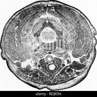 . Praktische Anatomie der Kaninchen: Eine elementare Labor Lehrbuch in Säugerzellen Anatomie. Kaninchen; Anatomie, Vergleichende. Querschnitt der anterioren zervikalen Region.. Bitte beachten Sie, dass diese Bilder sind von der gescannten Seite Bilder, die digital für die Lesbarkeit verbessert haben mögen - Färbung und Aussehen dieser Abbildungen können nicht perfekt dem Original ähneln. extrahiert. Bensley, B. A. (Benjamin Arthur), 1875-1934. Toronto: University Press Stockfoto