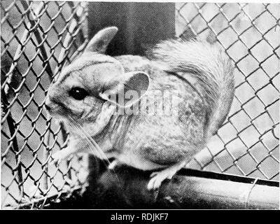 . Das Buch der Tierwelt. Säugetiere. Säugetiere. Abb. 211. CHINCHILLA. Bitte beachten Sie, dass diese Bilder sind von der gescannten Seite Bilder, die digital für die Lesbarkeit verbessert haben mögen - Färbung und Aussehen dieser Abbildungen können nicht perfekt dem Original ähneln. extrahiert. Westell, William Percival. London, J. M. Dent; New York, E. S. Dutton Stockfoto