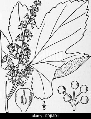 . Eine Illustrierte Flora von der nördlichen USA, Kanada und die britischen Besitzungen, von Neufundland zu den Parallelen der südlichen Grenze von Virginia, und vom Atlantik westwärts zu den 102 d Meridian. Botanik; Botanik. I. Vitis Labrusca L. nördlichen Fuchs - oder Pflaume - Traube. Wilde Ranken. Abb. 2830. Vitis Labrusca L. Sp. PL 203. 1753. Klettern oder Nachgestellte, oft Aufsteigend hohe Bäume, manchmal bilden einen Stamm einen Fuß im Durchmesser oder mehr, die jungen Zweige, forlced teijdrils, Blattstielen und unteren Oberfläche der Blätter dicht Rostig - behaart, besonders bei jungen. Lose Rinde und Trennen Stockfoto