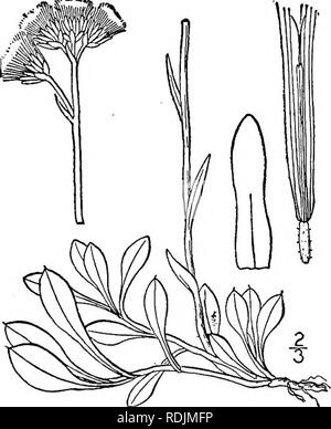 . Eine Illustrierte Flora von der nördlichen USA, Kanada und die britischen Besitzungen, von Neufundland zu den Parallelen der südlichen Grenze von Virginia, und vom Atlantik westwärts zu den 102 d Meridian. Botanik; Botanik. . Bitte beachten Sie, dass diese Bilder sind von der gescannten Seite Bilder, die digital für die Lesbarkeit verbessert haben mögen - Färbung und Aussehen dieser Abbildungen können nicht perfekt dem Original ähneln. extrahiert. Britton, Nathaniel Lord, 1859-1934; Braun, Addison, 1830-1913. New York, Scribner Stockfoto