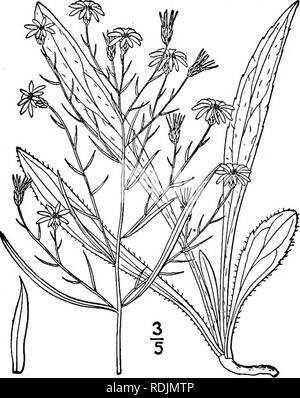 . Eine Illustrierte Flora von der nördlichen USA, Kanada und die britischen Besitzungen, von Neufundland zu den Parallelen der südlichen Grenze von Virginia, und vom Atlantik westwärts zu den 102 d Meridian. Botanik; Botanik. . Bitte beachten Sie, dass diese Bilder sind von der gescannten Seite Bilder, die digital für die Lesbarkeit verbessert haben mögen - Färbung und Aussehen dieser Abbildungen können nicht perfekt dem Original ähneln. extrahiert. Britton, Nathaniel Lord, 1859-1934; Braun, Addison, 1830-1913. New York, Scribner Stockfoto