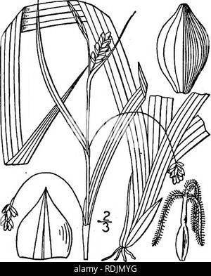 . Eine Illustrierte Flora von der nördlichen USA, Kanada und die britischen Besitzungen, von Neufundland zu den Parallelen der südlichen Grenze von Virginia, und vom Atlantik westwärts zu den 102 d Meridian. Botanik; Botanik. 123. Carex laxiculmis Schomacker. Verbreitung Segge. Abb. 990.. Carex laxiculmis Schomacker. Ann. Lauge. N.Y. i: 70. 18: Carex retrocurva Dewey, Wood's Bot. 423. 1845. Carex digitalis copulata Bailey, Mem. Torr. Club 1:47. 1 S 89. Kahl, variierend von stark glaucous zu tief grün, culms filiform, glatt oder fast so, Ascend-ing oder diffus, 6'-2° lang. Steril Stockfoto