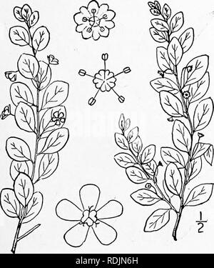 . Eine Illustrierte Flora von der nördlichen USA, Kanada und die britischen Besitzungen, von Neufundland zu den Parallelen der südlichen Grenze von Virginia, und vom Atlantik westwärts zu den 102 d Meridian. Botanik; Botanik. . Bitte beachten Sie, dass diese Bilder sind von der gescannten Seite Bilder, die digital für die Lesbarkeit verbessert haben mögen - Färbung und Aussehen dieser Abbildungen können nicht perfekt dem Original ähneln. extrahiert. Britton, Nathaniel Lord, 1859-1934; Braun, Addison, 1830-1913. New York, Scribner Stockfoto
