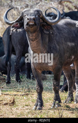 Einen Bullen aus der Herde der Afrikanischen oder Kaffernbüffel (Syncerus Caffer) der Luft und Herausforderung im Bwabwata National Park zu schnüffeln. Stockfoto