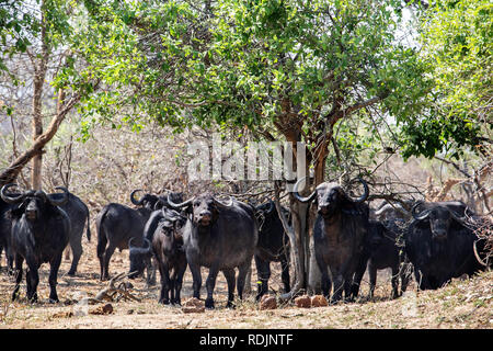 Eine Herde von Afrikanischen oder Kaffernbüffel (Syncerus Caffer) Schutz vor der Sonne in den Bwabwata National Park. Stockfoto