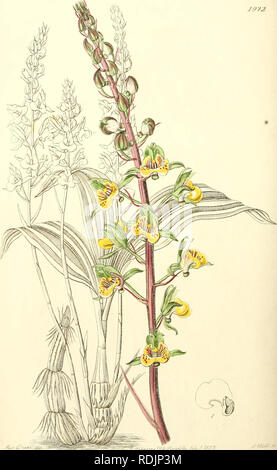 . Edwards' botanische registrieren, oder, ornamentalen Blumen - Garten und Gebüsch... Pflanzen, Zierpflanzen - - Großbritannien; Pflanzen, Zierpflanzen - - Großbritannien; Pflanze Einführung - - Großbritannien; fremder Pflanzen - - Großbritannien; Botanische Illustration - - Großbritannien; Botanische Illustration - - Großbritannien; Pflanzen; pflanzen. SSflff'^J*;^"^^^^^^ S^ SiaxutcUif Meine./. ISS/.. Bitte beachten Sie, dass diese Bilder sind von der gescannten Seite Bilder, die digital für die Lesbarkeit verbessert haben mögen - Färbung und Aussehen dieser Abbildungen können nicht perfekt dem Original ähneln. extrahiert. Edwards, Syd Stockfoto