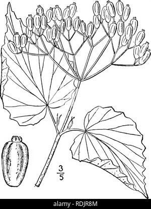 . Eine Illustrierte Flora von der nördlichen USA, Kanada und die britischen Besitzungen, von Neufundland zu den Parallelen der südlichen Grenze von Virginia, und vom Atlantik westwärts zu den 102 d Meridian. Botanik; Botanik. CAPRIFOLIACEAE. Vol. III. Manchmal tragen subcordate reniform, sehr dünne Blätter mit Minuten entfernte Zähne. Juni-juli. 9. Viburnum molle Michx. Soft-leaved Pfeil - Holz. Abb. 3965. V. molle Michx. Fl. Bor. Bin ich: 180. 1803. Viburnum Demetrionis Deane & Amp; Robinson, Bot. Gaz. 22:167. pi. 8. 1896. Ein Strauch über 120 hoch, die älteren Zweige an Länge gräulich schwarz, Th Stockfoto