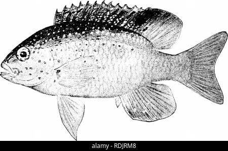 . Ein Leitfaden für das Studium der Fische. Fische; Zoologie; Fische. Abb. 313.- Garibaldi (Scarlet in Farbe), Hypsypops rubicunda (Girard). La Jolla, San Diego, Cal. Abb. Zli.- Pomaccnirus leucostictus (MiiUer&amp; Trosehel), Dirne - Fisch. Familie: Pomacentrida. Scarlet. Die Jungen sind grünlich, mit blauen Punkten markiert. Arten von Pomacentrus, lokal bekannt als pescado Azul, gibt es zuhauf. Bitte beachten Sie, dass diese Bilder sind von der gescannten Seite Bilder, die digital für die Lesbarkeit verbessert haben mögen - Färbung und Aussehen dieser Abbildungen können nicht perfekt dem Original ähneln. extrahiert. Jordanien, Stockfoto