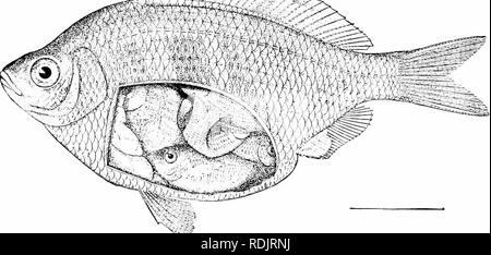 . Ein Leitfaden für das Studium der Fische. Fische; Zoologie; Fische. 372 Labyrinthici und Holconoti Eröffnung, die teilweise durch eine Falte der Schleimhäute mem-brane." Ophicephalus striatus ist die am meisten verbreitete Arten in China, Indien und den Philippinen, Kving in der grasartigen Sümpfen und Beißen an jeder Köder von einer live Frosch zu einer künstlichen Lachs-fly geschlossen. Es hat sich in Hawaii eingeführt worden. Ophicephalus marulius ist ein weiteres sehr häufige Arten, wie auch Channa orientalis, durch das Fehlen von bauchflossen bekannt. Unterordnung Holconoti, die Surf-Fische. - weiterer Ableger aus der Barsche Formen ist die s Stockfoto