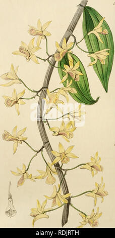 . Edwards' botanische registrieren, oder, ornamentalen Blumen - Garten und Gebüsch... Pflanzen, Zierpflanzen - - Großbritannien; Pflanzen, Zierpflanzen - - Großbritannien; Pflanze Einführung - - Großbritannien; fremder Pflanzen - - Großbritannien; Botanische Illustration - - Großbritannien; Botanische Illustration - - Großbritannien; Pflanzen; pflanzen. /D 6 J. ff,.,^^ --uU^. "Ich ^.^ Ja/J. t^u^W^/&lt;^S^lcca ^J^ om././ifJ 'C'. J -. 0 iiiJt; /. ^.. Bitte beachten Sie, dass diese Bilder extrahiert werden aus der gescannten Seite Bilder, die digital haben für die Lesbarkeit verbessert - Färbung und Aussehen dieser Abbildungen können nicht perfectl Stockfoto