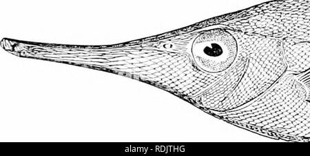 . Ein Leitfaden für das Studium der Fische. Fische; Zoologie; Fische. ^ 34 Phthinobranchii der ausgestorbenen Familie Urosphenidcr, maßstabloses, aber othenvise ähnlich. Urosphen duhia Auftritt im Eozän am Monte Bolca. Urosphen Abb. 184. - Trompete - Fisch, Aulostomus chinetisis (L.), Virginia. Ist vielleicht die primitivsten Gattung der gesamten Unterordnung der Heniibrancliii. Die Snipeflshes: Macrorhamphosidse. - sehr bemerkenswerte Fische sind die snipefishes oder Macrorhamphosidas. In diesen Formen. Bitte beachten Sie, dass diese Bilder aus gescannten Seite Bilder, die digital für die Lesbarkeit erhöht worden sein können extrahiert werden - Färbung Stockfoto