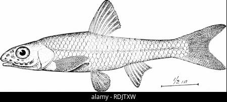 . Ein Leitfaden für das Studium der Fische. Fische; Zoologie; Fische. Abb. 124.-Weiß Döbel, Kotropis hudsonius (Clmton), Kilpatrick See, Minn. Notropis^ Dies beinhaltet die smaher und schwächere Arten, von zwei bis sieben Zentimeter in der Länge, die durch den Verlust geprägt, vor allem durch Degeneration, der besonderen pecuharities, Flossen, von Mund und Zähnen. Diese haben keine barteln und nie mehr als vier Zähne. Abb. 125.- Silber - Kiefer Minnow, Ericijinba buccata bewältigen. Defiance, Ohio. In der Zeile. Wenige, wenn überhaupt, asiatische Arten sind so klein, dass eine Zahl, und in den meisten dieser dem Maxillären immer noch seine rudimentären Barbe. Bu Stockfoto