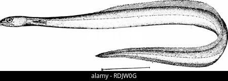 . Ein Leitfaden für das Studium der Fische. Fische; Zoologie; Fische. 156 Die Apodes oder Aal - wie Fische, die, wie in allen wahren Aale und die maxillaries lose mit dem Schädel verbunden. Die symplektische Knochen ist, und der Unterkiefer ist so auf den Schädel spezifiziert, dass es schwingt frei in verschiedenen Richtungen. An die Stelle der seitlichen hne sind einzigartig Anhängsel.. Abb. llfi.- Derichthys serpentinus Gill. Golfstrom. Dr. Gill sagt über diese Fische: "Die gesamte Organisation ist speziell für das Ausmaß der Abweichung, und unsere alten Vorstellungen der char-acteristics der Fische erfordern im Lichte der geändert werden Stockfoto