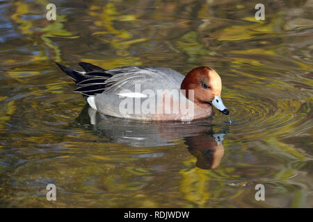 Eurasische Witwe, auch bekannt als Widgeon, Pfeifente, Canard Siffleur, fütyülő réce, Anas penelope Stockfoto