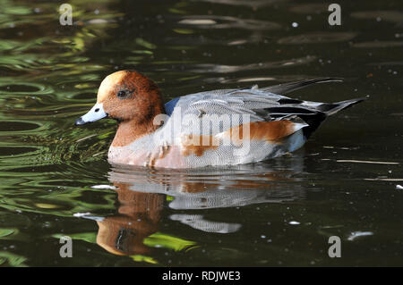 Eurasische Witwe, auch bekannt als Widgeon, Pfeifente, Canard Siffleur, fütyülő réce, Anas penelope Stockfoto