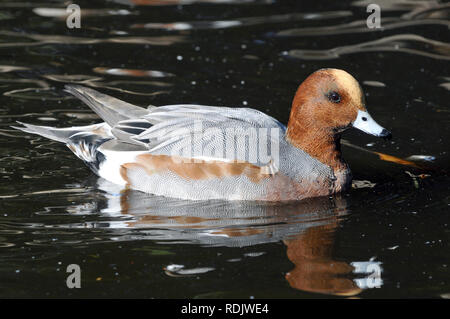 Eurasische Witwe, auch bekannt als Widgeon, Pfeifente, Canard Siffleur, fütyülő réce, Anas penelope Stockfoto