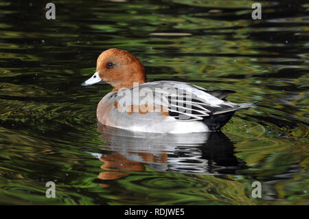 Eurasische Witwe, auch bekannt als Widgeon, Pfeifente, Canard Siffleur, fütyülő réce, Anas penelope Stockfoto