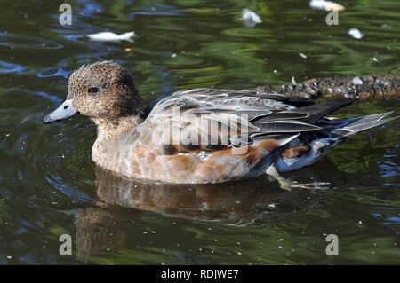 Eurasische Witwe, auch bekannt als Widgeon, Pfeifente, Canard Siffleur, fütyülő réce, Anas penelope Stockfoto