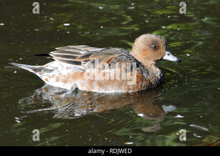 Eurasische Witwe, auch bekannt als Widgeon, Pfeifente, Canard Siffleur, fütyülő réce, Anas penelope Stockfoto