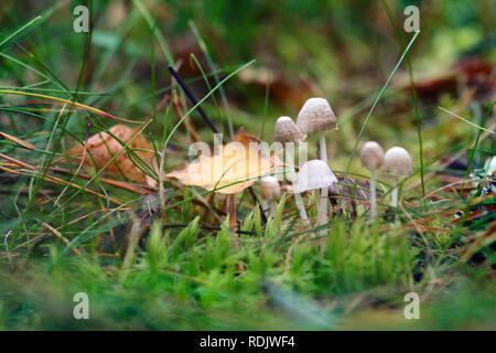 Kleine anmutige Pilze in der dünnen Gras, Blätter, haircap und gelbe Blatt von Aspen. Nostalgie für Herbst und Wald Stockfoto