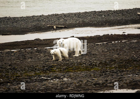 Eisbären auf Franz Joseph Land. Weibliche mit lustigen pralle Cub auf der Insel NORTHBROOK. Stockfoto