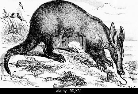 . Mensch und Tier in der östlichen Äthiopien: von Beobachtungen in British East Africa, Uganda und dem Sudan. Natural History; indigene Völker; Ethnologie. Eine UNCAGED ZOO] 8 c als ein Loch ist deseilecl, eine Spinne Ihre wel Spins) über dem Eingang, dann tiies, angezogen. l) y tlie Geruch der piigs, sind in diesem Netz gefangen. Und so die gerissen Spinner gedeiht. Die Siedler wie Sportler die Warze - Schweine zu schießen, für die Löcher, die Sie in den Boden bilden, sind unbequem und unangenehm für die Füße und Beine der Männer, Pferde, Maultiere, und Vieh. Die hog tiesh einige Männer tind schmackhaft, aber es ist toug Stockfoto
