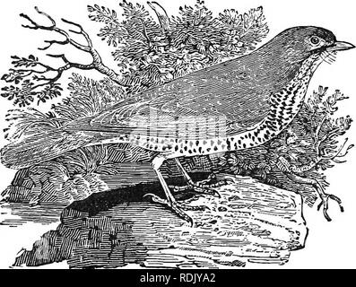 . Der Naturforscher in Siluria. Das Verhalten der Tiere; Zoologie. 66 Der Naturforscher in Siluria. Aber der Hunger; und sehr wahrscheinlich, dass die missel Thrush, auf die Art und Weise geboren, und in der Lage, auf die Mistel Beeren zu bestehen.. MISSEL THEDSH. mit denen der Efeu und andere der Schnee nicht alle, ist also ungebrochen Zahlen erhalten. Buchfink, ODER BACHELOR VOGEL. Fringilla Goelebs - Bachelor Finch - der Name, der Linnseus nach dem Buchfink verliehen, ist eine Fehlbezeichnung - zumindest in Silui'ia. Der schwedische Naturforscher hat gesagt, dass "vor dem Winter alle die Henne Buchfinken in Italien durch Holland migrieren." Die Rema Stockfoto