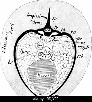 . Säugetierzellen Anatomie: mit besonderem Bezug auf die Katze. Säugetiere; Anatomie, Vergleichende; Katzen. Ich 58 Elemente von Säugetieren Anatomie. Zu den Kehlkopf ist die Speiseröhre. Durch vorsichtiges Entfernen der Muskeln und fibrösem Gewebe aus dem Knorpel des Kehlkopfs gesehen wird, besteht aus fünf Teilen: der epiglottis, Schildknorpel, zwei arytenoid Knorpel, und der cricoid Knorpel (Abb. 20). Die epiglottis ist der Kleine dreieckige Knorpel, schließt sich die Stimmritze bei Food geht in die Speiseröhre (Abb. 56). Der schildknorpel bildet den größten Teil des Kehlkopfes. Im Menschen bildet es die Prominenz k Stockfoto